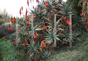 Picture of Aloe chabaudii '~Species'