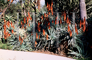 Picture of Aloe petricola 