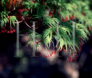 Picture of Acer palmatum (Dissectum Group) 'Seiryu'