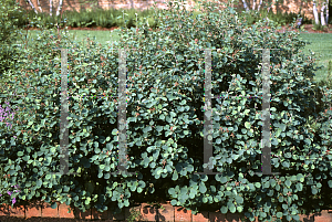 Picture of Amelanchier ovalis 'Pumila'
