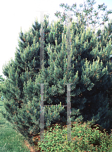 Picture of Pinus sylvestris 'Argentea Compacta'