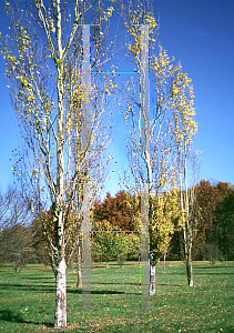 Picture of Populus x canescens 
