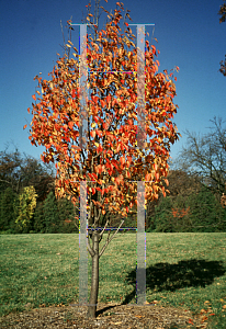 Picture of Malus tschonoskii 