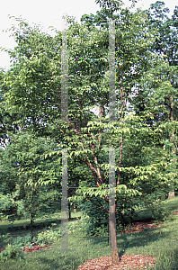 Picture of Prunus cyclamina 