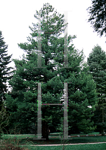 Picture of Pinus peuce 