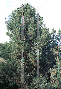 Picture of Pinus quadrifolia 