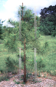 Picture of Pinus serotina 