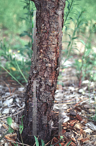 Picture of Pinus serotina 