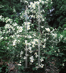 Picture of Philadelphus inodorus 