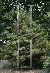 Picture of Pinus contorta ssp. latifolia 