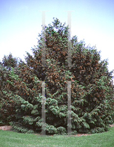 Picture of Picea asperata var. retroflexa 