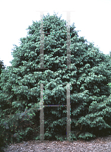 Picture of Picea schrenkiana 