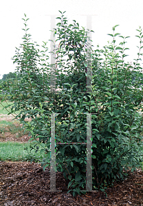 Picture of Syringa x persica 