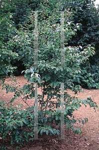 Picture of Stewartia rostrata 