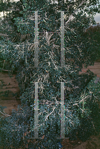 Picture of Syzygium paniculatum 'Newport'