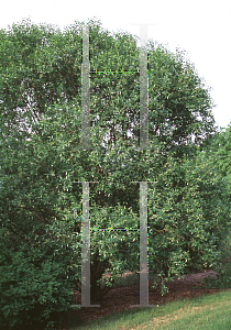 Picture of Salix pentandra 