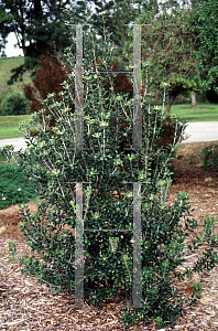 Picture of Pittosporum tomentosum 