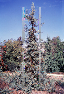 Picture of Sequoia sempervirens 'Filoli'