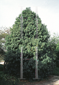 Picture of Podocarpus henkelii 