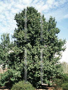 Picture of Quercus tomentella 