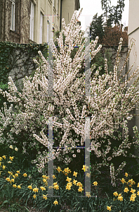 Picture of Prunus tomentosa 