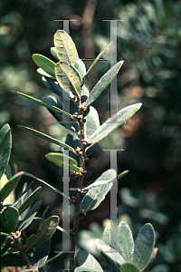 Picture of Quercus engelmannii 