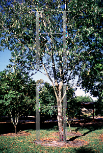 Picture of Prunus salicifolia 
