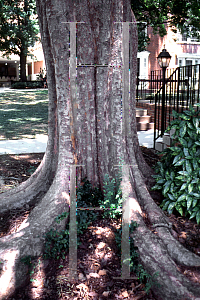 Picture of Ulmus parvifolia 'Emer II (Allee)'