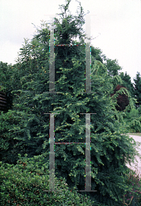 Picture of Taxus chinensis 