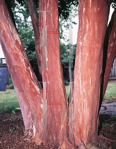 Picture of Lagerstroemia fauriei 'Townhouse'