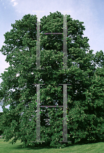 Picture of Tilia psilolaris 