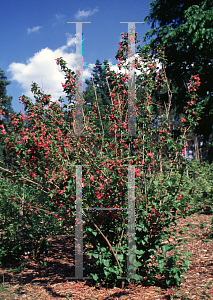 Picture of Weigela x 'Groenewegenii'