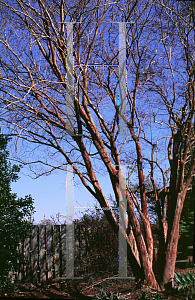 Picture of Lagerstroemia fauriei 'Townhouse'