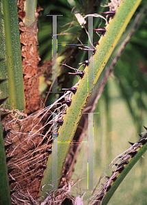 Picture of Livistona benthamii 