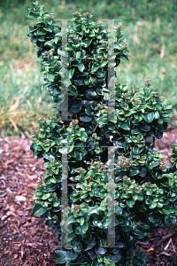 Picture of Ligustrum japonicum 'Coriaceum'