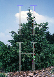 Picture of Juniperus procera 