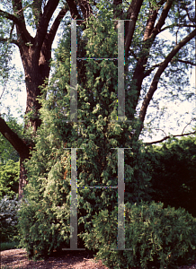 Picture of Juniperus rigida 