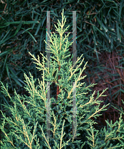 Picture of Juniperus chinensis 'Bakaurea(Gold Star)'