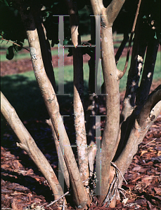 Picture of Lagerstroemia indica 'Seminole'