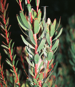 Picture of Leucospermum erubescens 