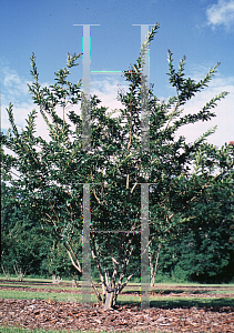 Picture of Lagerstroemia x 'Pecos'