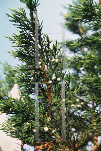 Picture of Juniperus virginiana 'Corcorcor (Emerald Sentinel)'