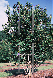 Picture of Lagerstroemia indica 'Seminole'