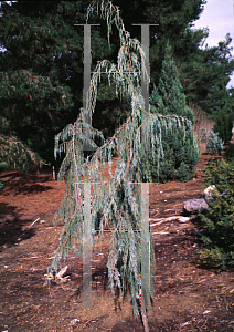 Picture of Juniperus scopulorum 'Tolleson's Blue Weeping'