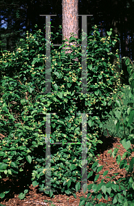 Picture of Lonicera ferdinandii 