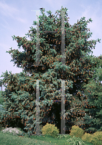 Picture of Picea asperata 'Glauca'