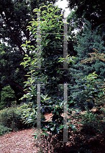 Picture of Nyssa sylvatica 'Dirr Selection'