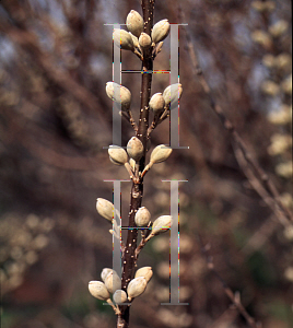 Picture of Paulownia fargesii 