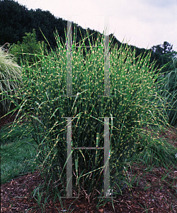 Picture of Miscanthus sinensis 'Strictus'