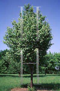 Picture of Malus tschonoskii 